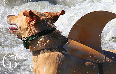 Imperial Beach Surf Dog