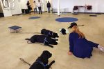 Freedom Dogs Training Center in Oceanside