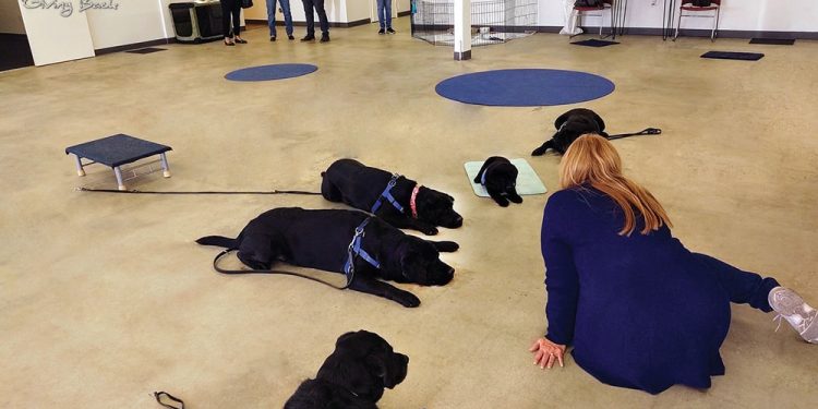 Freedom Dogs Training Center in Oceanside