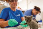 Kitten Nursery Volunteers