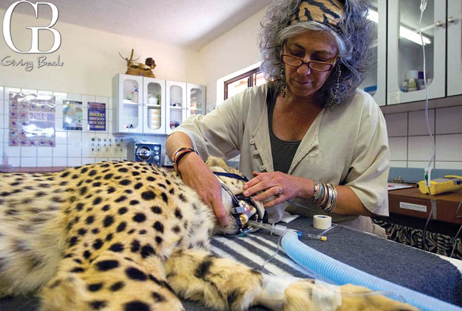 Cheetah Conservation Fund  Saving Cheetahs In The Wild