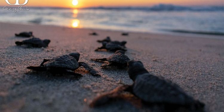 Hatchlings returning to the ocean