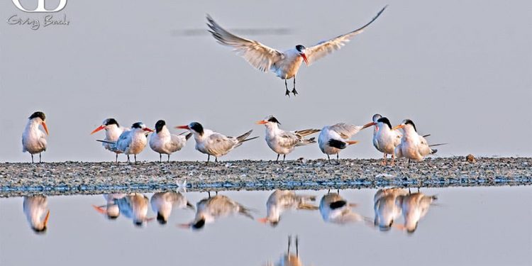 Almost all of the elegant terns in the world breed on isla rasa in the gulf of california
