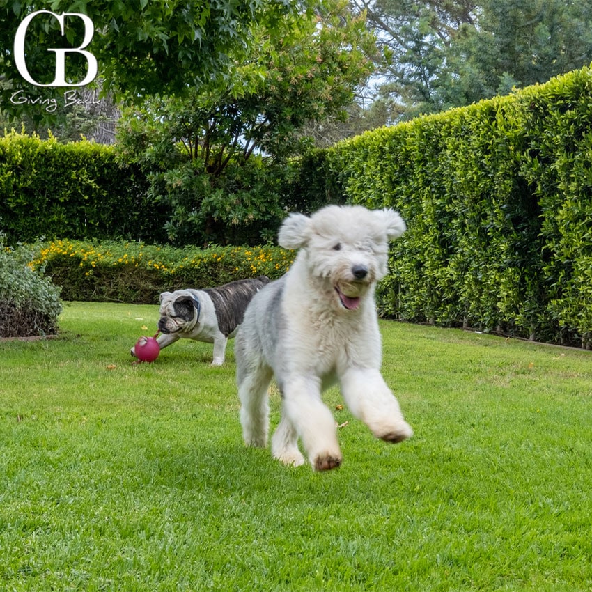 a bulldog and an Old English Sheepdog - GB Magazine a bulldog and an Old English Sheepdog