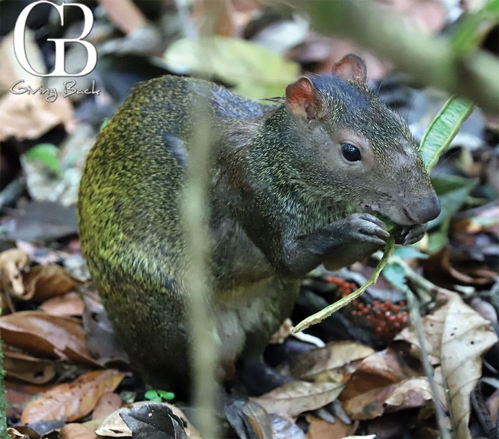 Agouti