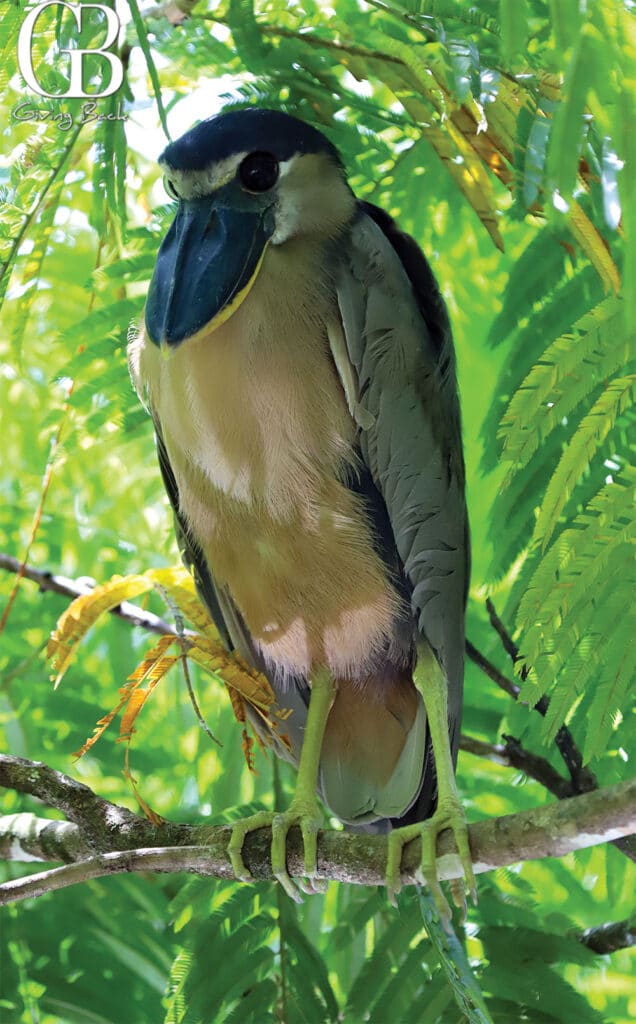 Boat Billed Heron