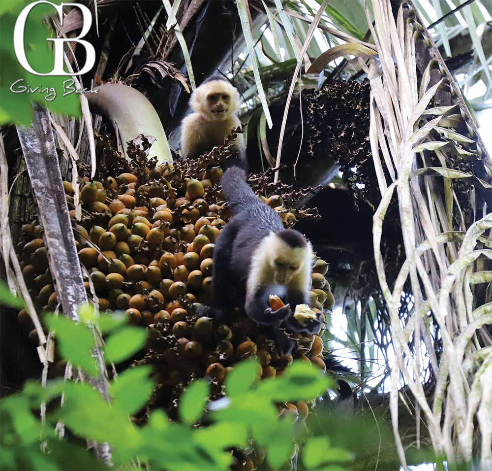 Capuchin Monkeys