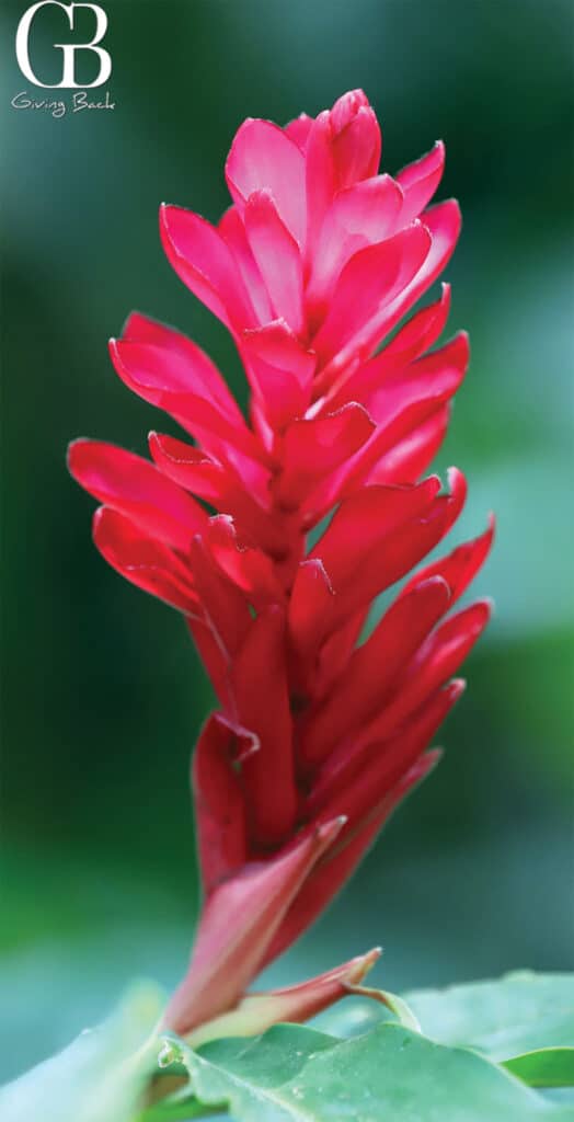 Ginger Bloom