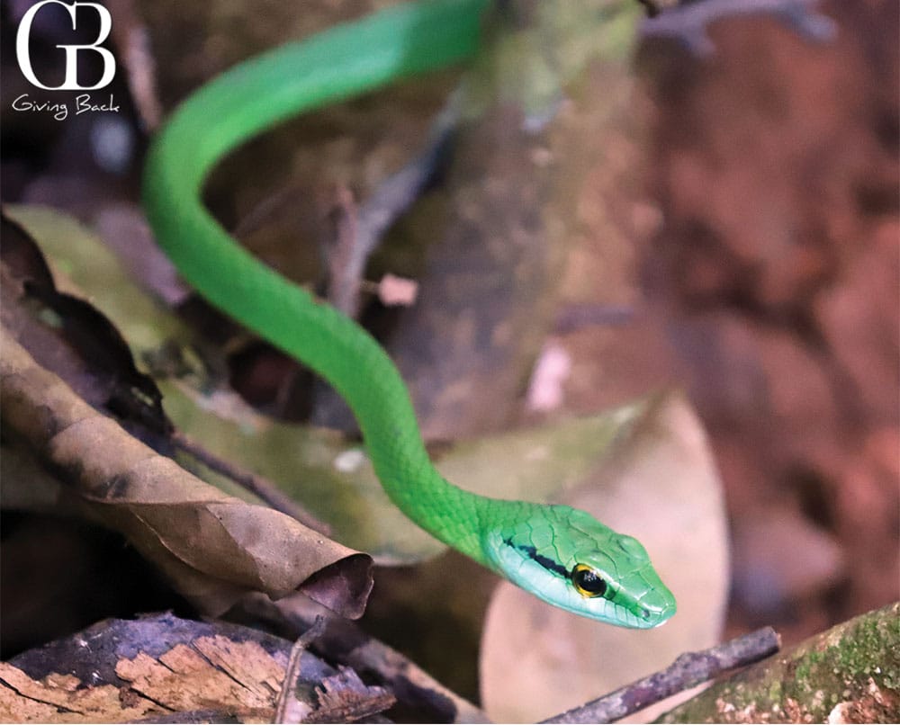 Green Vine Snake