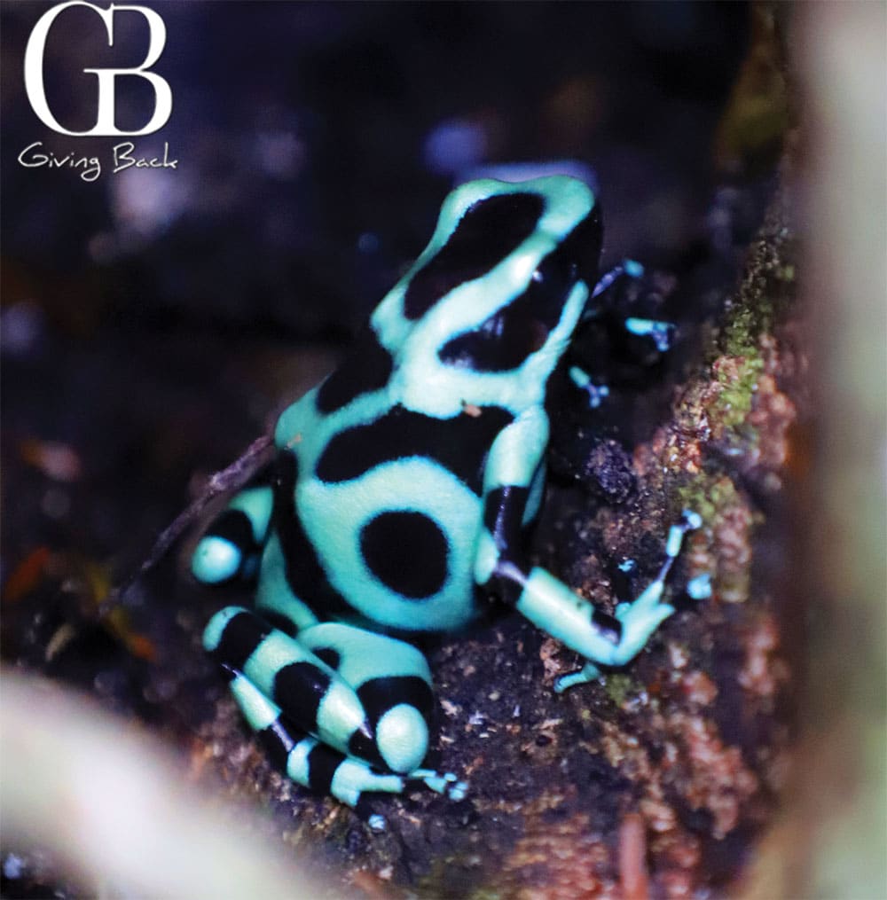 Posion Dart Frog