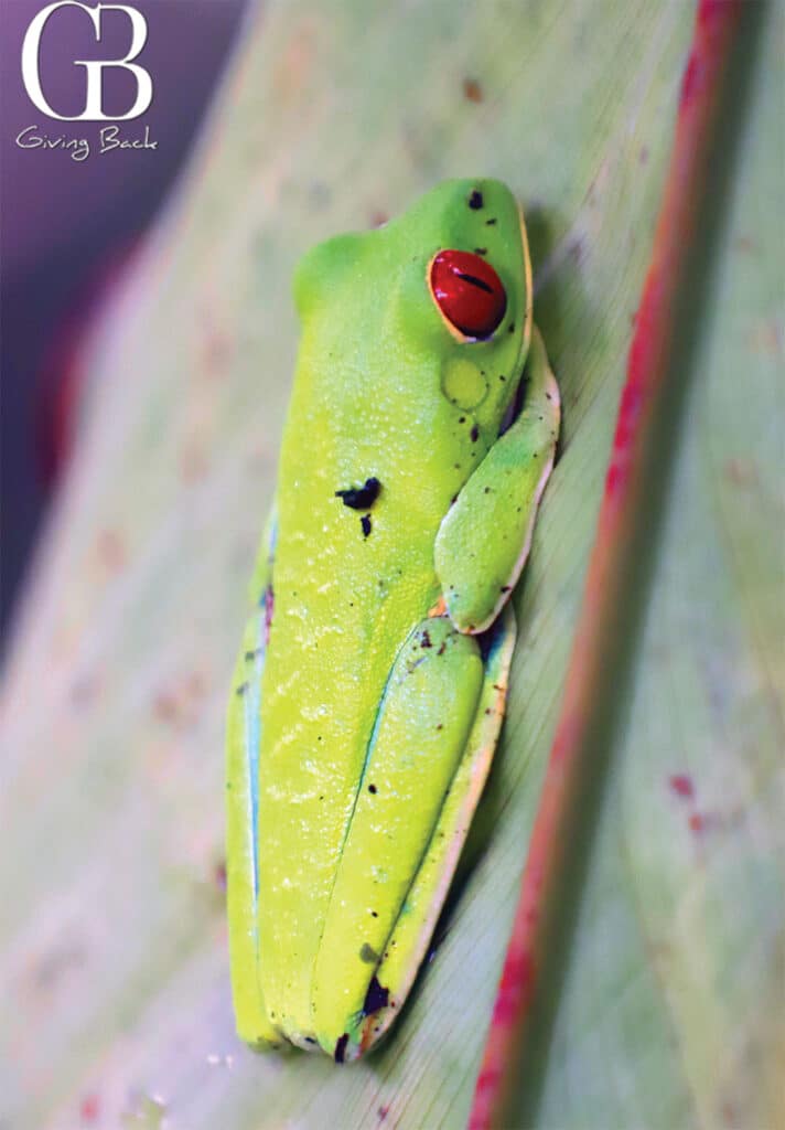 Red Eyed Tree Frog