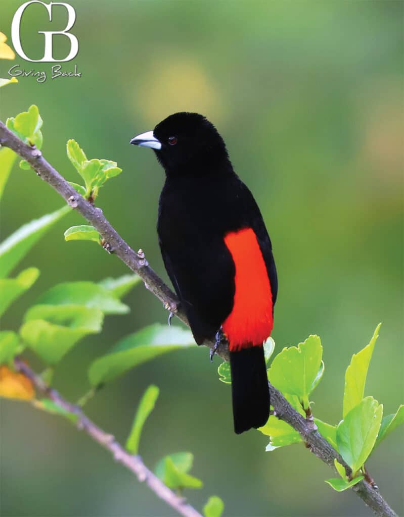 Scarlet Rumped Tanager