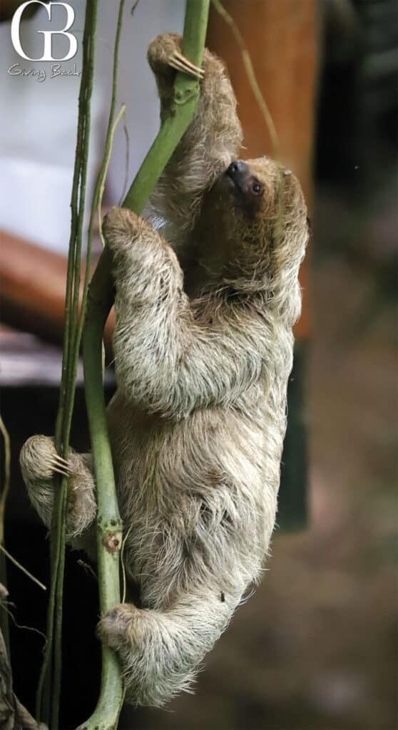 Three Toed Sloth