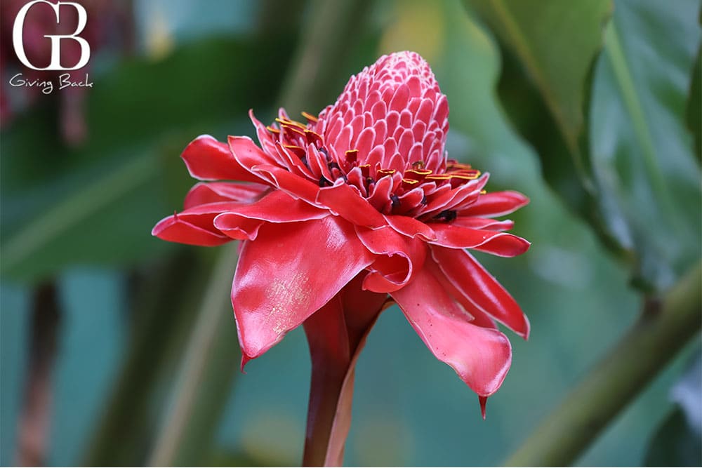 Torch Ginger