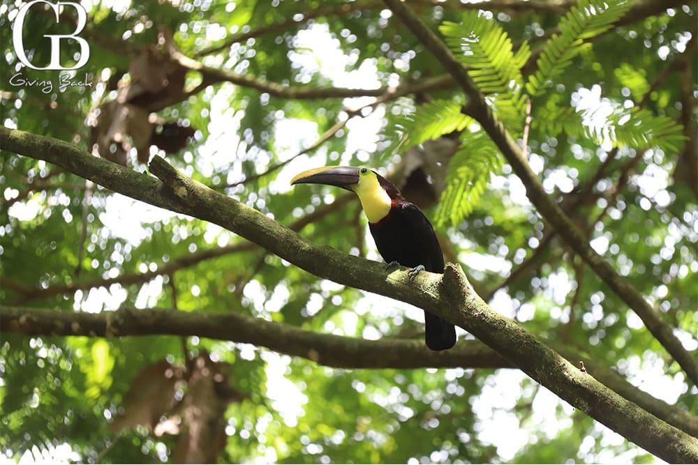 Yellow Throated Toucan