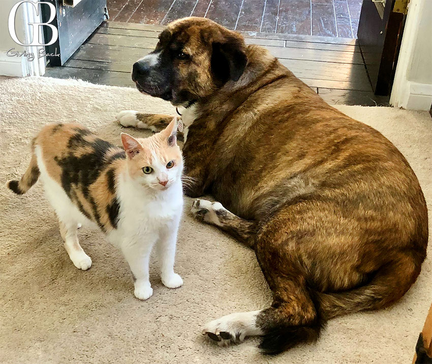 cat and a dog - GB Magazine cat and a dog