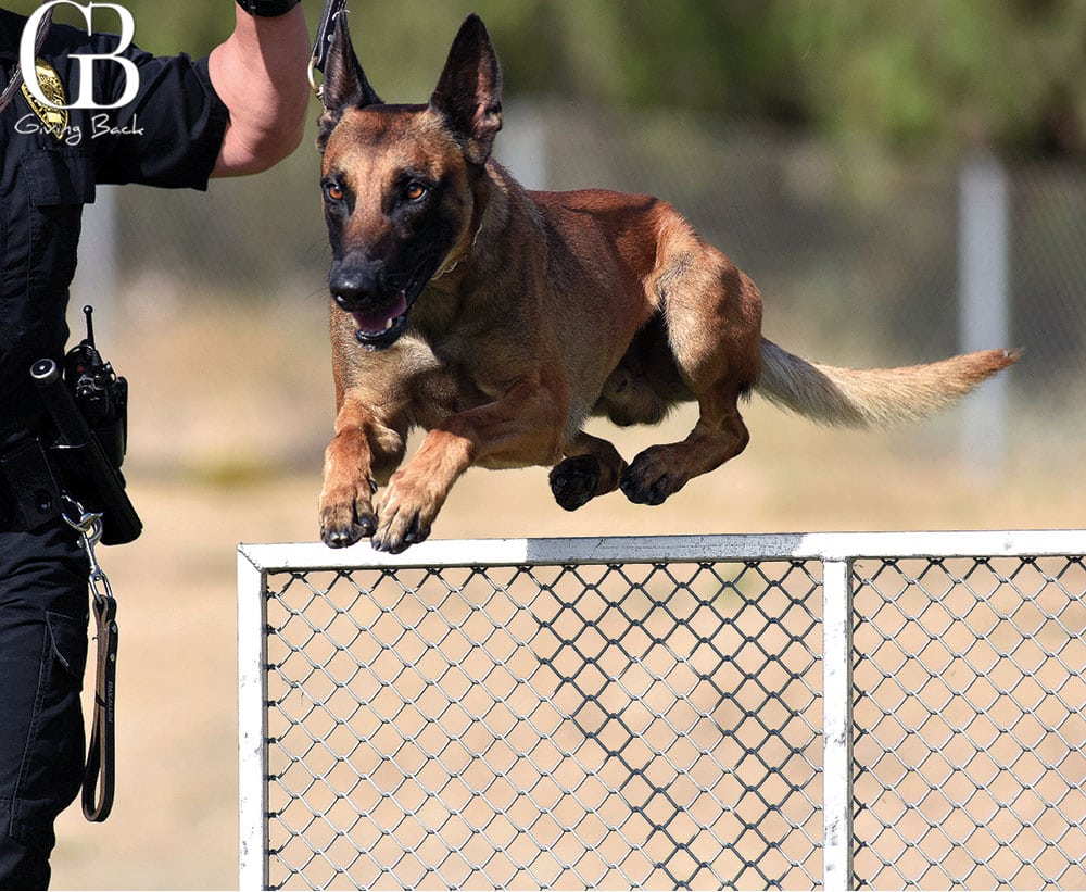 K9 Crimefighter Caper