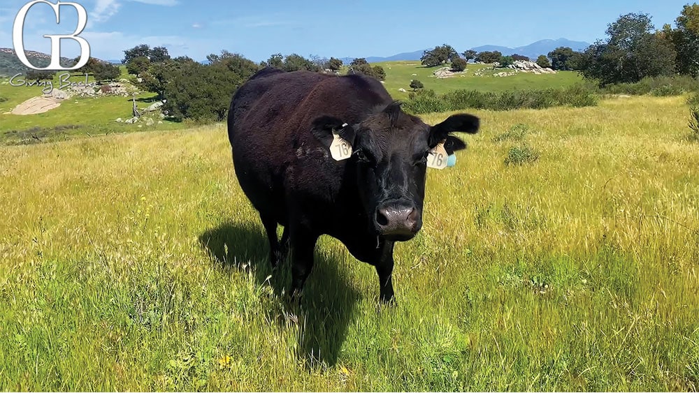 A grazing cow greets hikers along one of two loop trails in the preserve