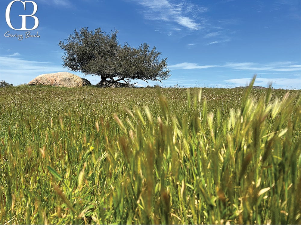 Ramona Grasslands County Preserve is a peaceful getaway from city stress