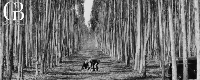 Over three million eucalyptus trees were planted northeast of Del Mar in 1906.