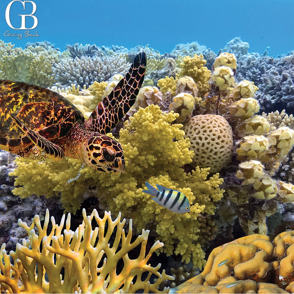 The Great Barrier Reef Australia