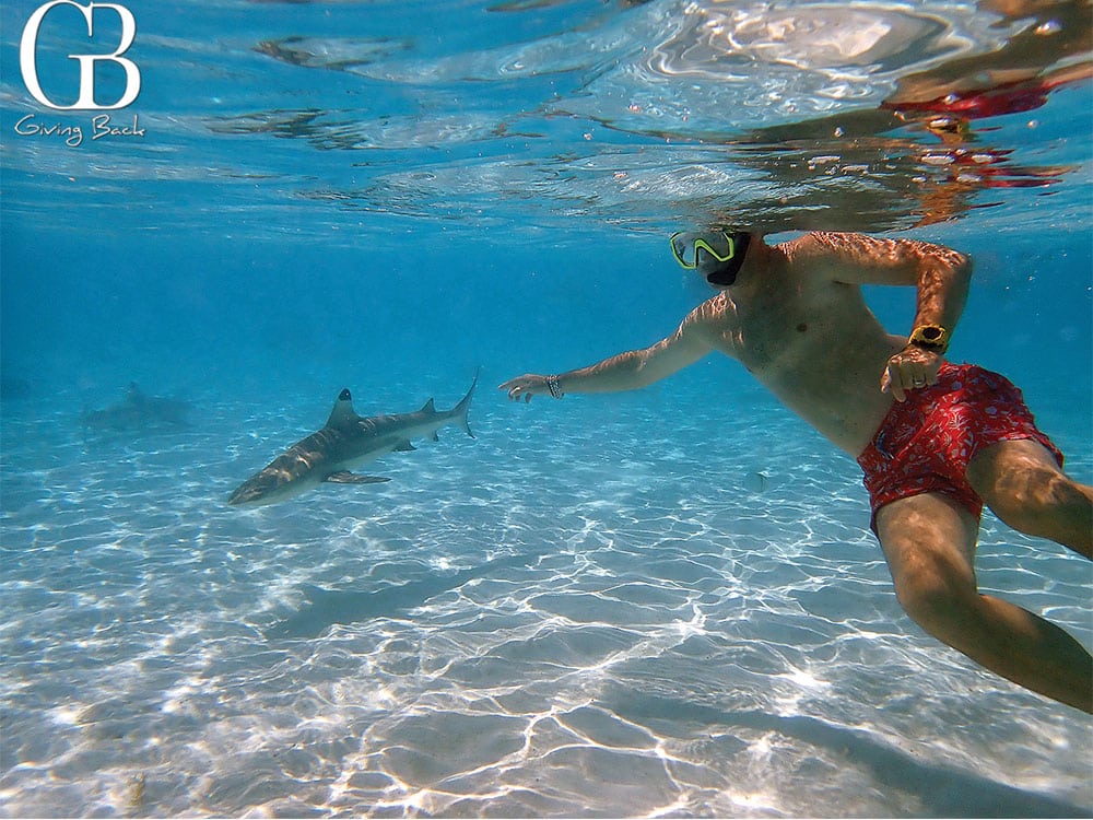Esteban snorkeling with Black Tip Reef Sharks in Moorea