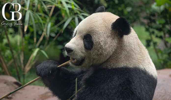 San Diego ZOO PANDA