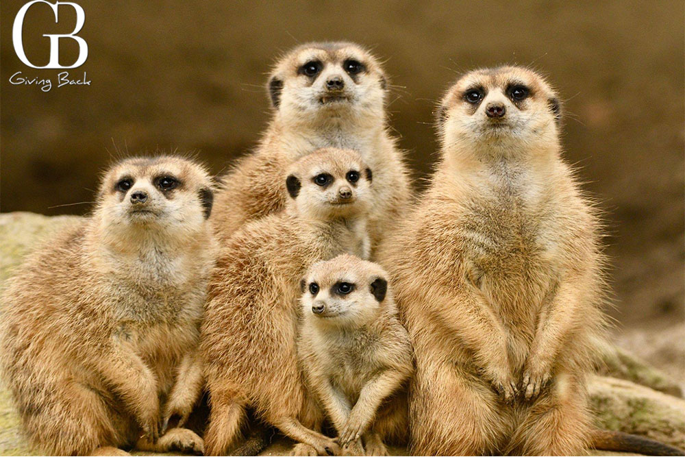 SAN DIEGO ZOO