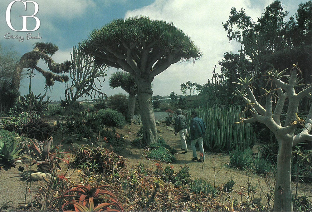 Walking Through Dragon Trees