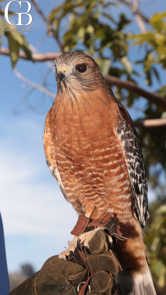 Kwapai