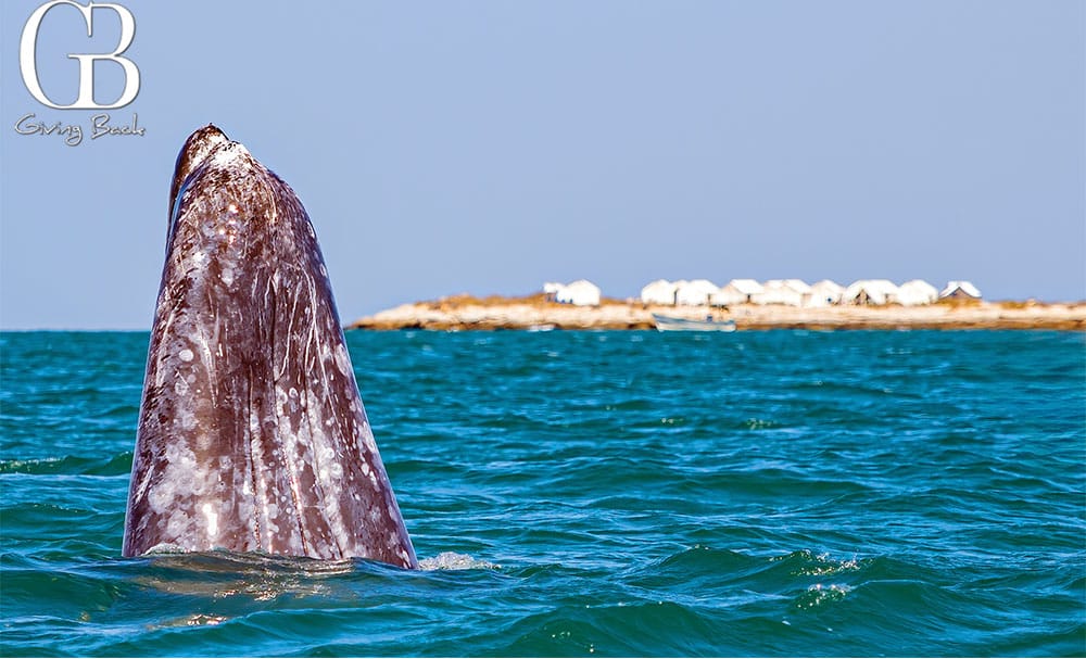 Gray Whale Spy Hop with WILDCOAST camp on the horizon