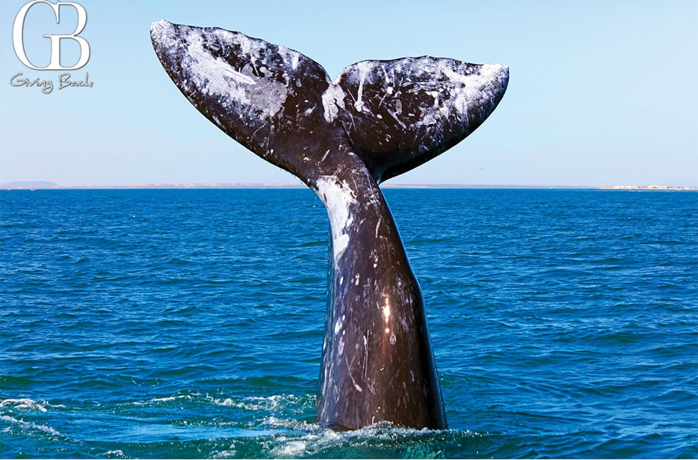North Pacific Gray Whale