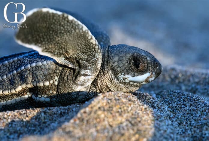 Baby leatherback sea turtle