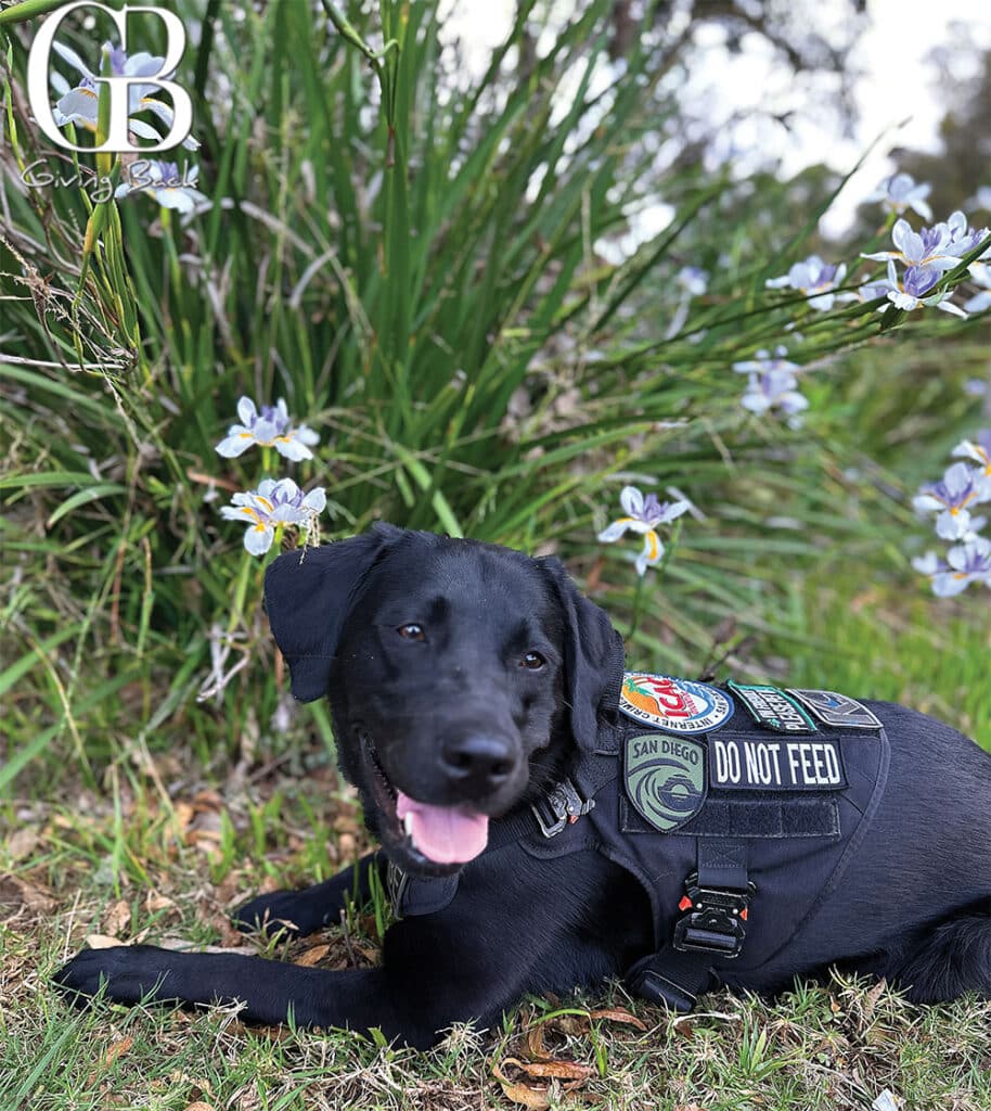 K9-Phoebe-Zorra - GB Magazine K9 Phoebe Zorra