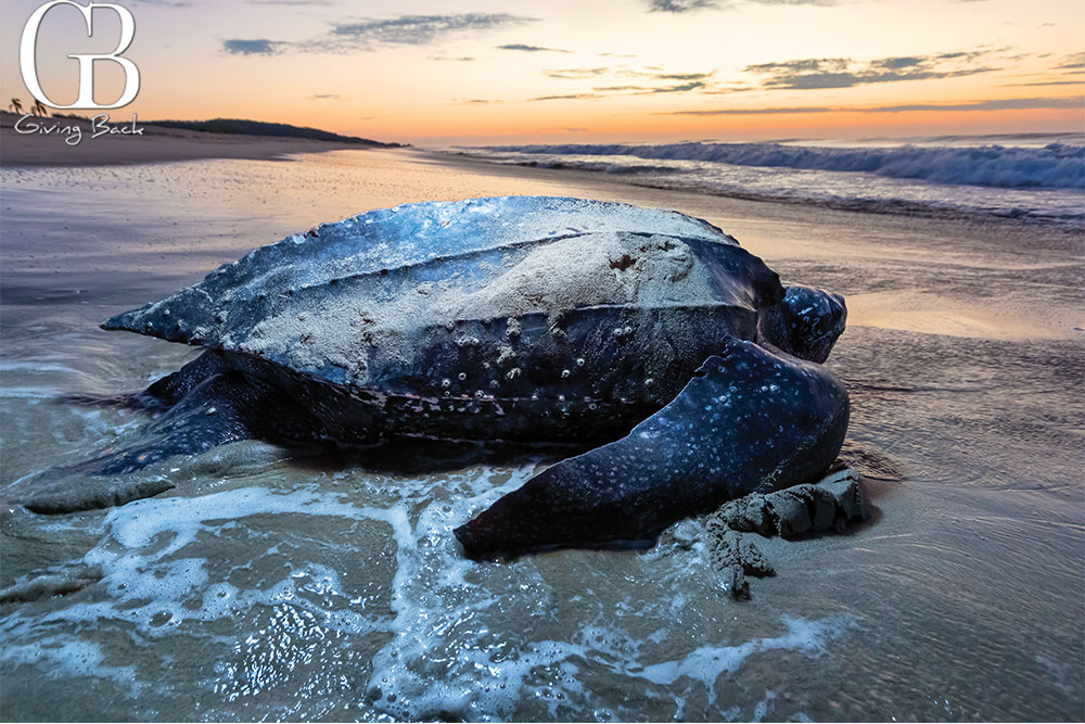 Leatherback-sea-turtle - GB Magazine Leatherback sea turtle