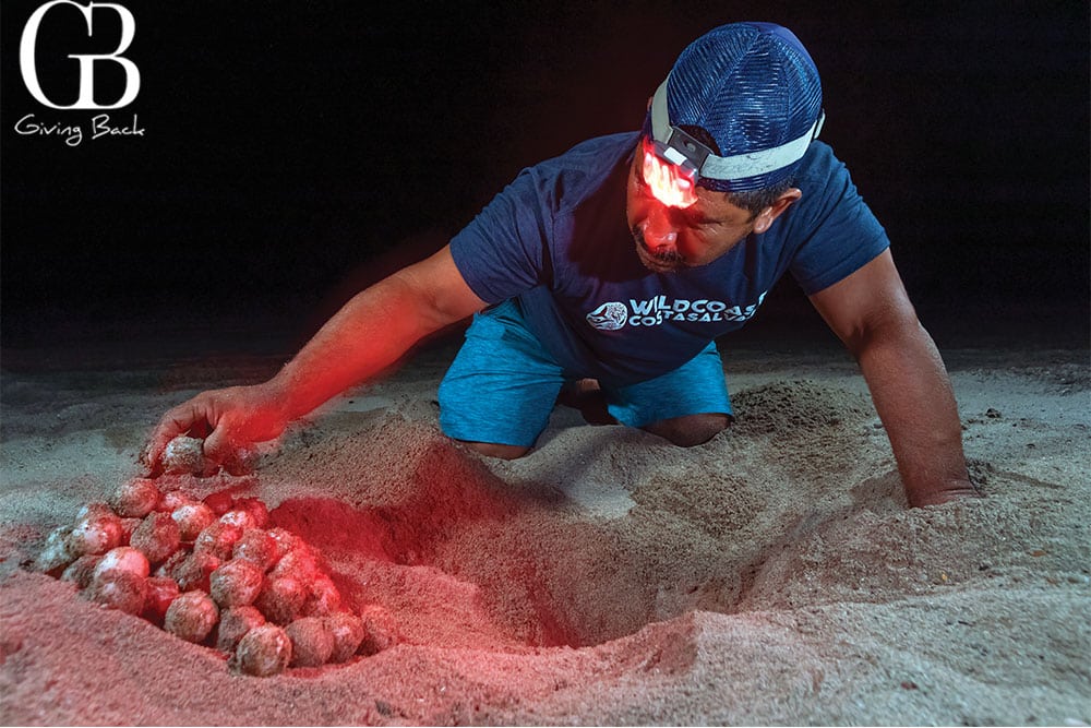 Saving-the-nest-of-an-Olive-Ridley-sea-turtle - GB Magazine Saving the nest of an Olive Ridley sea turtle