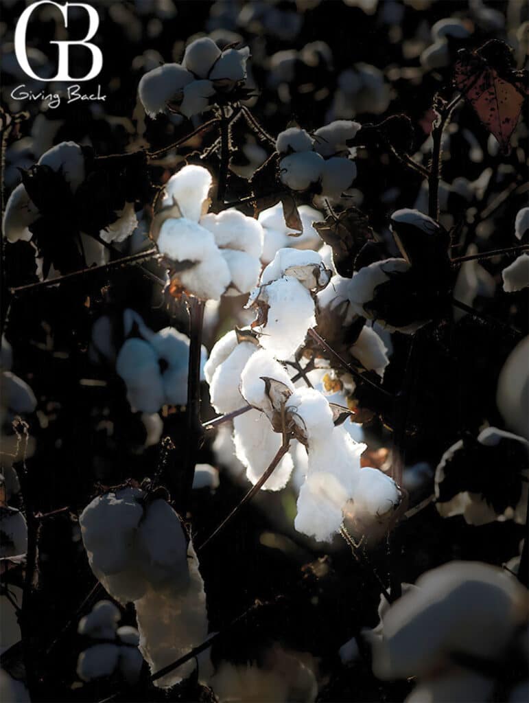 Cotton