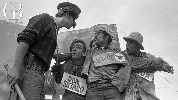 American Pachuco