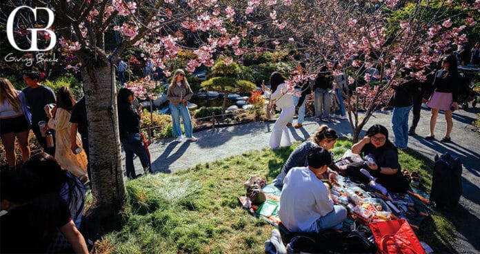 Cherry Blossom Festival