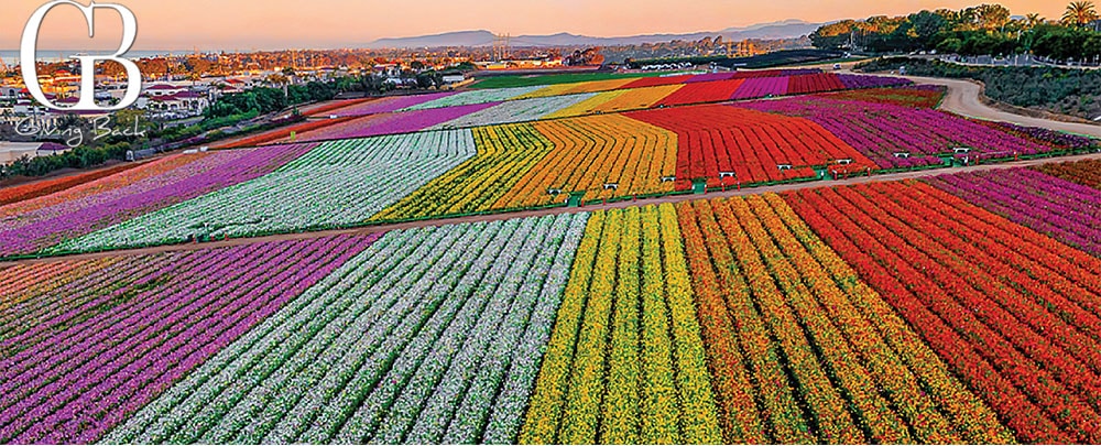 Flower-Fields - GB Magazine Flower Fields