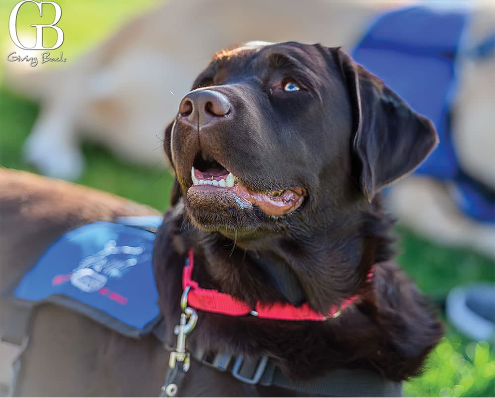 Freedom-Dogs - GB Magazine Freedom Dogs