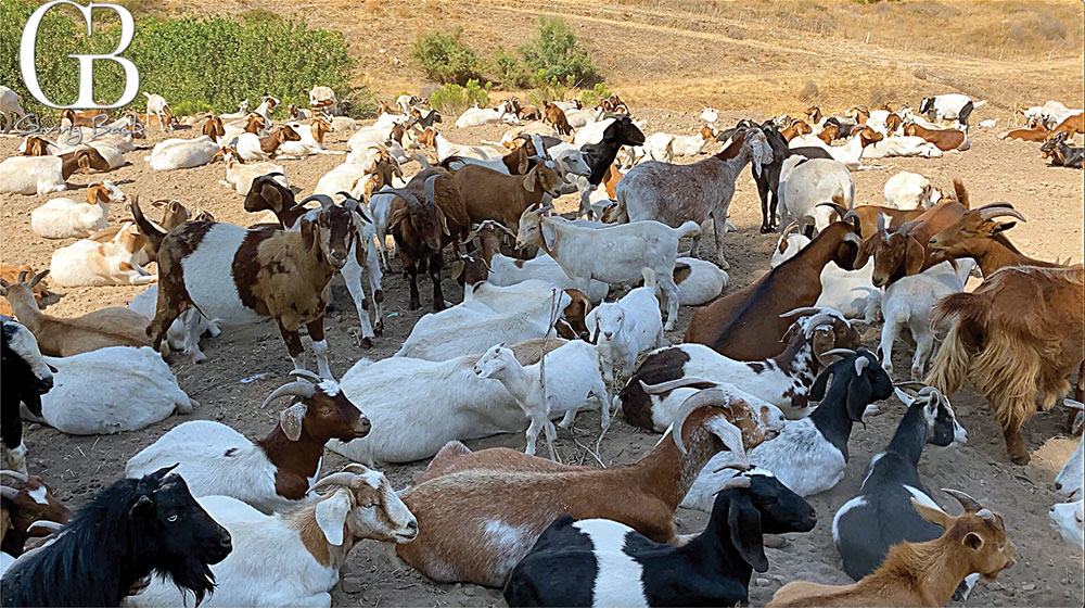 Brush clearing goats relax after a day long meal