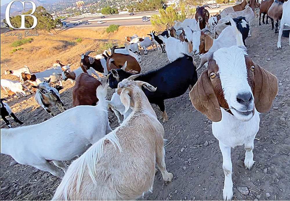 Goats that were brought in to groom a freeway hillside in El Cajon