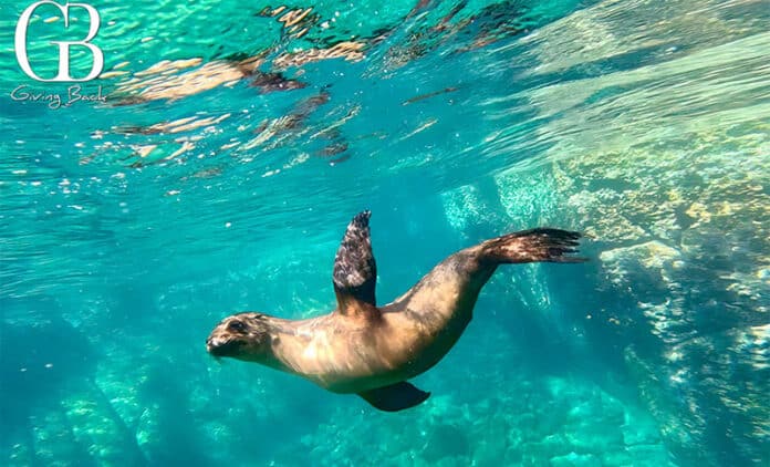Underwater scene of a sea lion gliding through clear turquoise water, with a 'Giving Back' logo in the top-left corner.