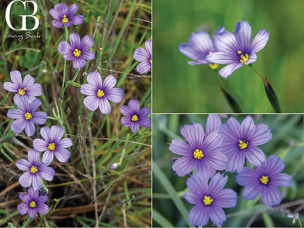 Blue-eyed-Grass-is-now-San-Diegos-Official-City-Flower - GB Magazine Blue eyed Grass is now San Diegos Official City Flower'GB Giving Back' logo at top left.
