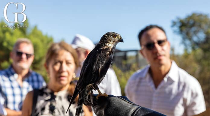 Hawk perched on a gloved hand as a group of people watches in a sunny outdoor setting; GB Giving Back logo in the top-left.