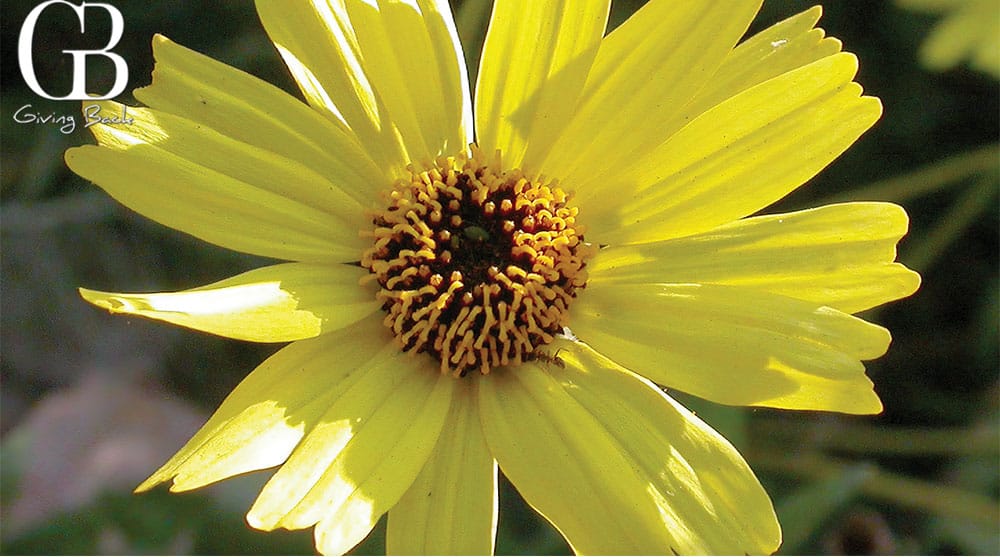 The-Bush-Sunflower-was-Runner-Up-in-Voting - GB Magazine The Bush Sunflower was Runner Up in Voting